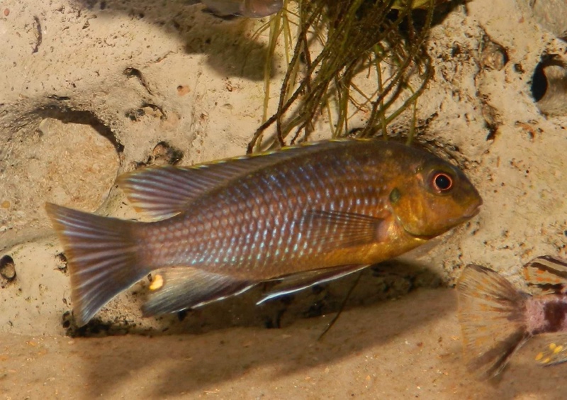 Tropheops sp. 'orange chest' Masasa Reef